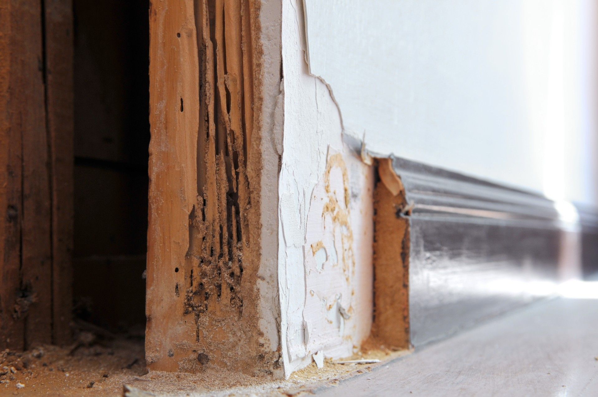 1 in Every 5 Homes Experiences Termite Attack | Pro-Inspect